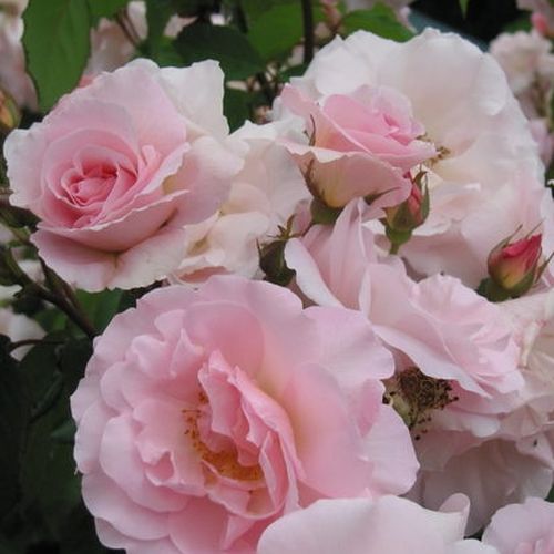 Shop - Rosa Fritz Nobis® - rosa - alte rosen - diskret duftend - Wilhelm J.H. Kordes II. - Einmal blühende, blassrosa Floribund-Rose.